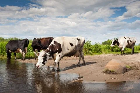 Herd of cows walking across puddle Stock Photos