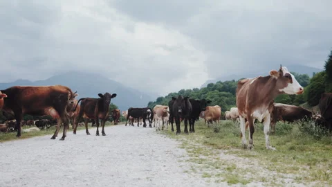 Herd of Cows Walking Along Country Road in Beautiful Mountain Green Landscape 動画素材 341099243