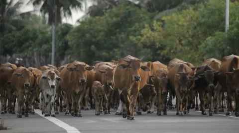 Herd of cows walking along a paved road  in Mui Ne,  Vietnam. Vidéo 55391379