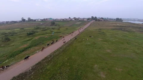 Herd of cows walking along the road Stock Footage 66812891