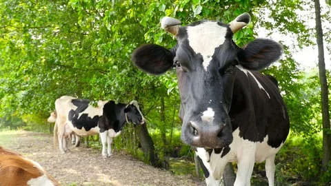 A herd of cows walking along a rural road Stock Footage 71222191