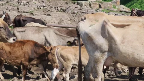 Herd of cows walking and calves drinking milk Stock-Footage 315360705