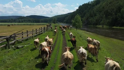 Herd of cows walking on dirt road near river Vídeo Stock 283982817