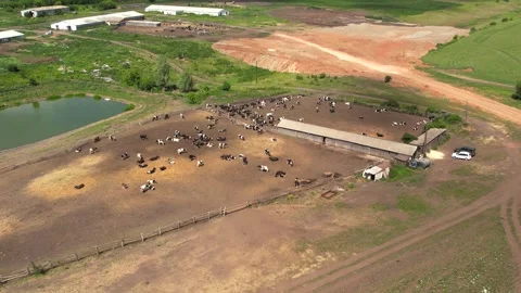 A herd of cows walking on a farm 스톡 동영상 270484398