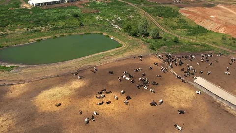 A herd of cows walking on a farm 스톡 동영상 270484404
