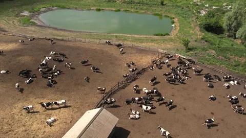 A herd of cows walking on a farm Stock Footage 270484415