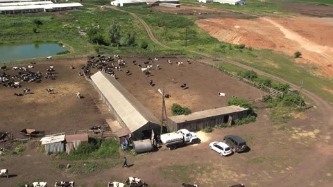 A herd of cows walking on a farm 스톡 동영상 270484427