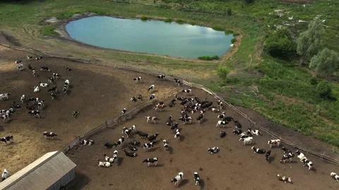 A herd of cows walking on a farm Stock Footage 274503253