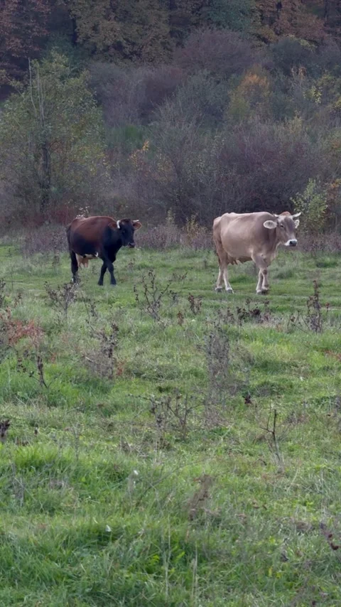 A herd of cows walking in a field. Stock Footage 290373077