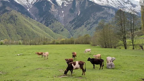 Herd of cows walking in the meadow. Cows graze grass in Caucasian mountains. Video stock 254070431