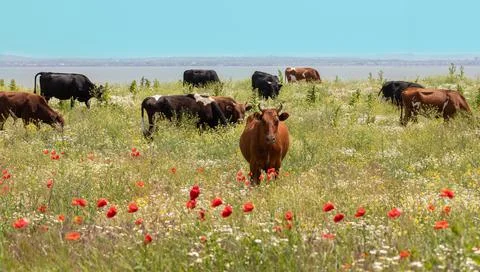 Herd of cows walking in the meadow Stock Photos