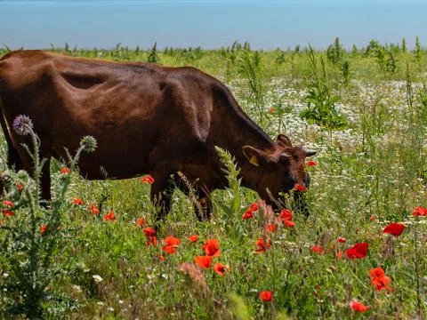 Herd of cows walking in the meadow Stock Photos