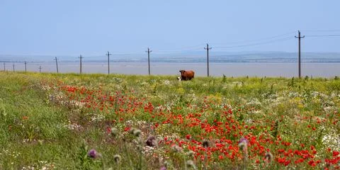 Herd of cows walking in the meadow Stock Photos