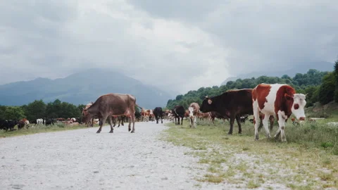 Herd of Cows Walking on Mountain Dirt Road against Green Hills and Overcast Sky 動画素材 341098457