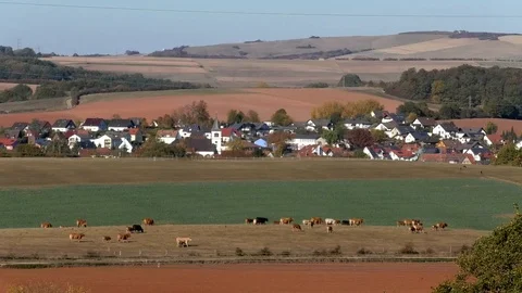 Herd of cows walking over a pasture, small rural village and farmland, autumn Stock Footage 97099301