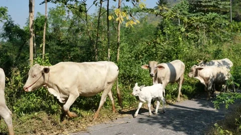 Herd of cows walking on the road with green tree in tropical forest Stock Footage 132853622