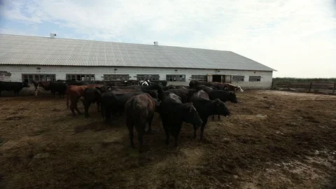 A herd of cows walks across the open paddock Stock Footage 73947161