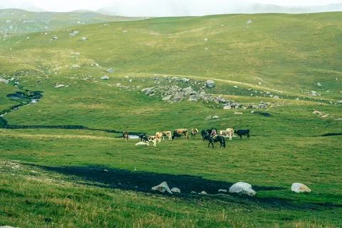 Herd of cows wanders across vast meadows Foto stock
