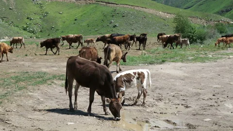 A herd of cows at a watering hole. Stock Footage 122938262