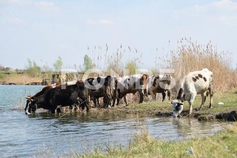 Herd of cows on the watering hole surrounded by green grass and reeds Stock Photos
