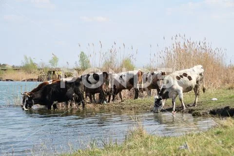 Herd of cows on the watering hole surrounded by green grass and reeds Stock Photos