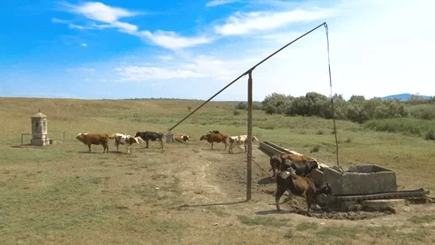 Herd of cows on a well 库存影片 94211196