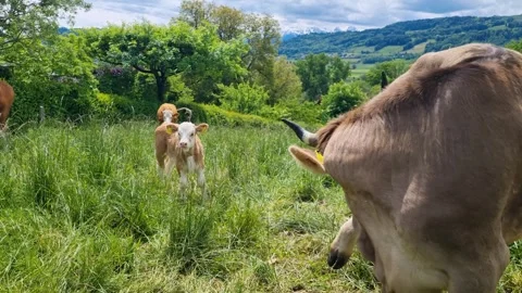 A herd of cows with a young calf grazes in a lush green meadow near Bern Stock Footage 337486162