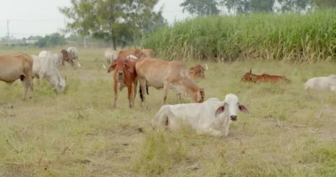 Herd of cows.Many cows in the pasture. Stock Footage 261985285