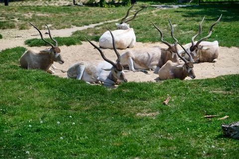 Herd of critically endangered Addax resting on the sand and grass at Bratisla Stock Photos