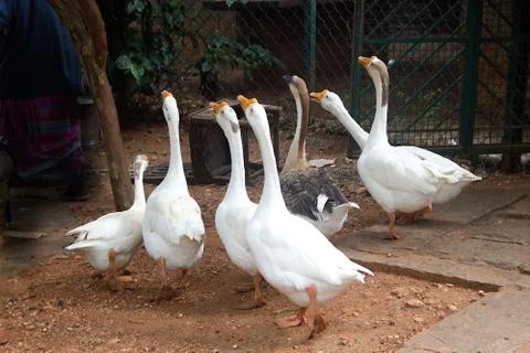 Herd of Croaking Duck 스톡 사진