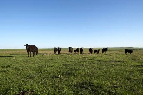 Herd of curious black beef cattle in a pasture Foto stock