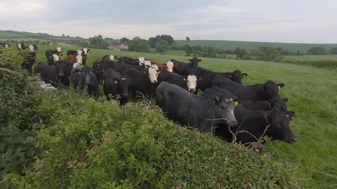 A herd of curious cows approach the camera 動画素材 90451281