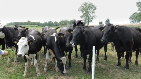 Herd of curious cows at the meadow Stock Photos
