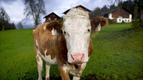 Herd of curious cows at summer green field Stock Footage 83727692