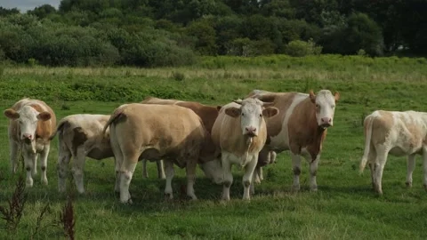 Herd of cute cows standing on field Stock Footage 158680119