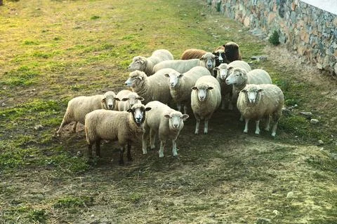 Herd of cute sheep looking at camera Stock Photos
