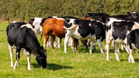 Herd of dairy cattle Stock Footage 117005116