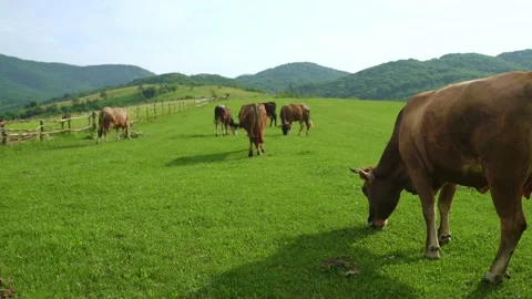 A herd of dairy cows eating grass in a meadow in the mountains. Stock Footage 199100902