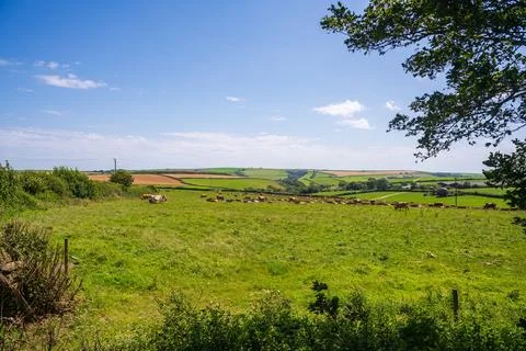 Herd of Dairy Cows Grazing in Verdant Green Pasture Rural Cornwall Landscape Stock Photos