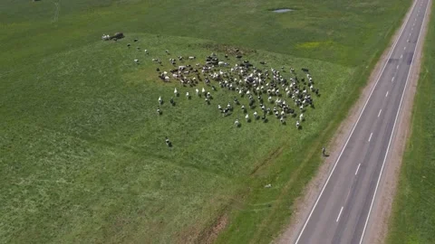 Herd of dairy cows in green summer meadow breed of large dairy cattle Stock Footage 155348595