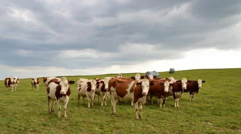 Herd of dairy cows Foto stock