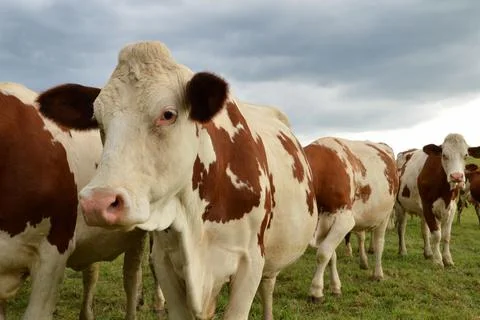 Herd of dairy cows Stockfoto's