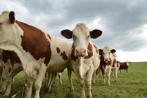 Herd of dairy cows Stockfoto's