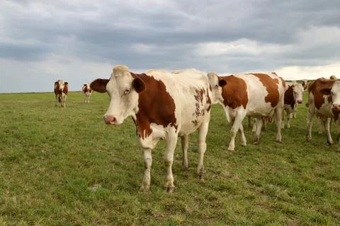 Herd of dairy cows Stockfoto's