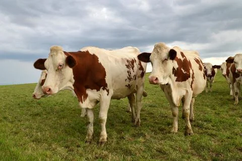 Herd of dairy cows Stockfoto's