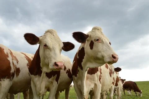 Herd of dairy cows Stockfoto's