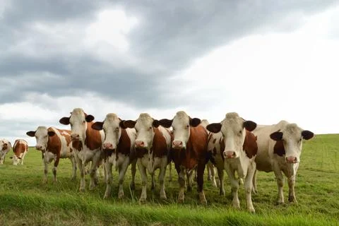 Herd of dairy cows Stockfoto's