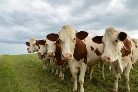 Herd of dairy cows Stockfoto's