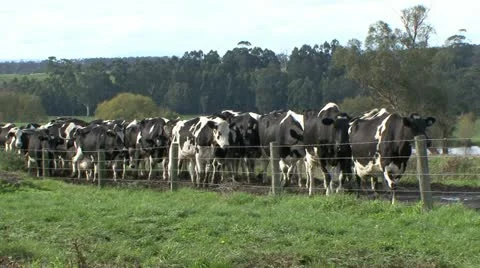 Herd of dairy cows walking towards feeding pens Stock Footage 11265059