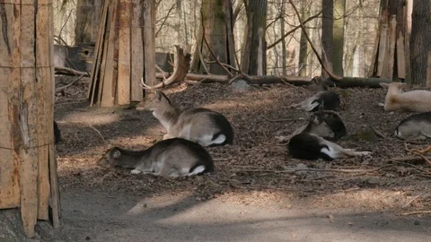 Herd of dama dama, deer,  fallow deer, fallow-deer resting in forest Stock Footage 106125309